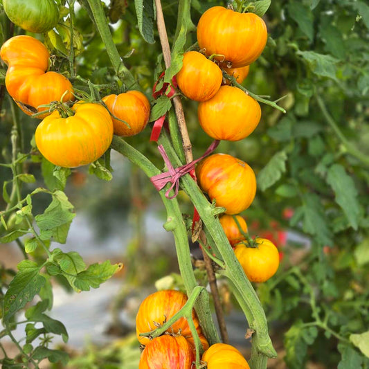 638 Beauty Princess Tomato