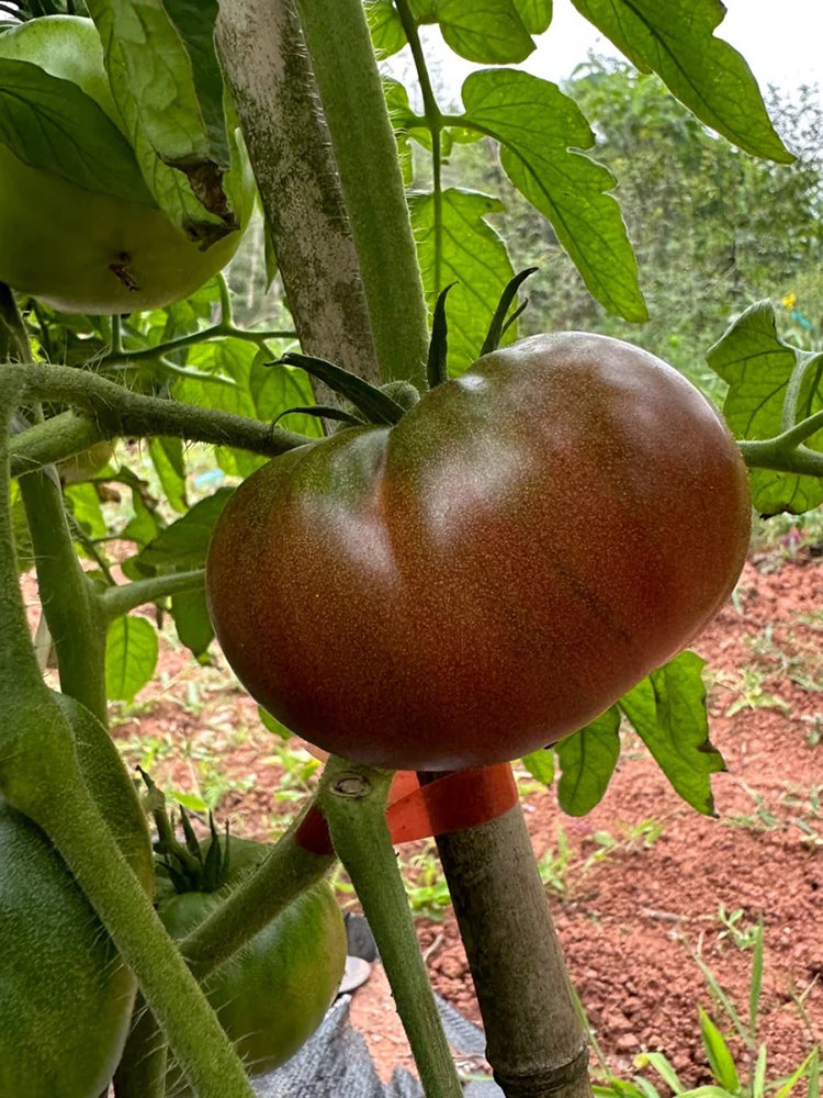 Cherokee Purple Tomato