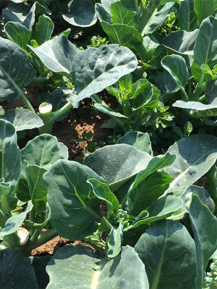 Sweet-Crispy 'Zhouye' Chinese Kale