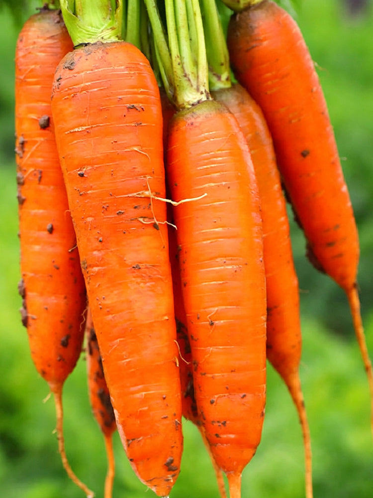 'Huangjian No.1' Carrot
