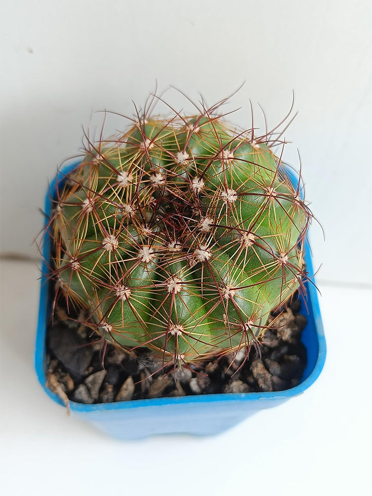 Parodia ottonis