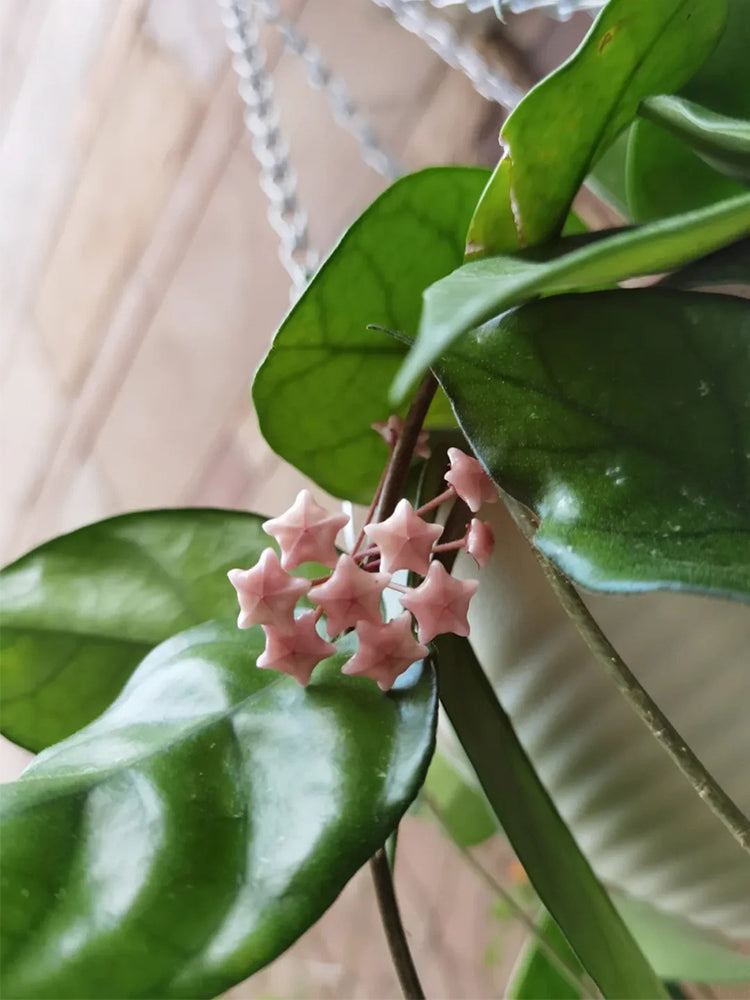 Hoya Jianfenglingensis Unrooted Stem Cuttings