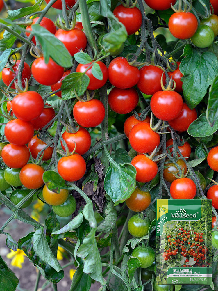 Dwarf Trailing Cherry Tomato 'Tumbling Tom Red'