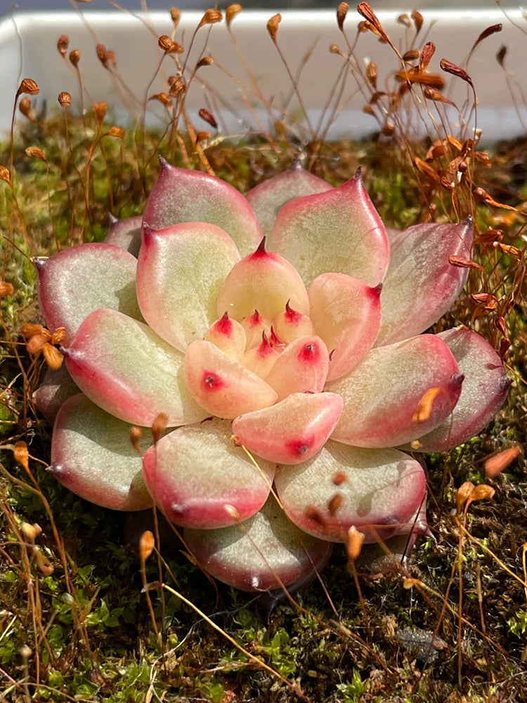 Echeveria cv. 'Starlight Jenny'