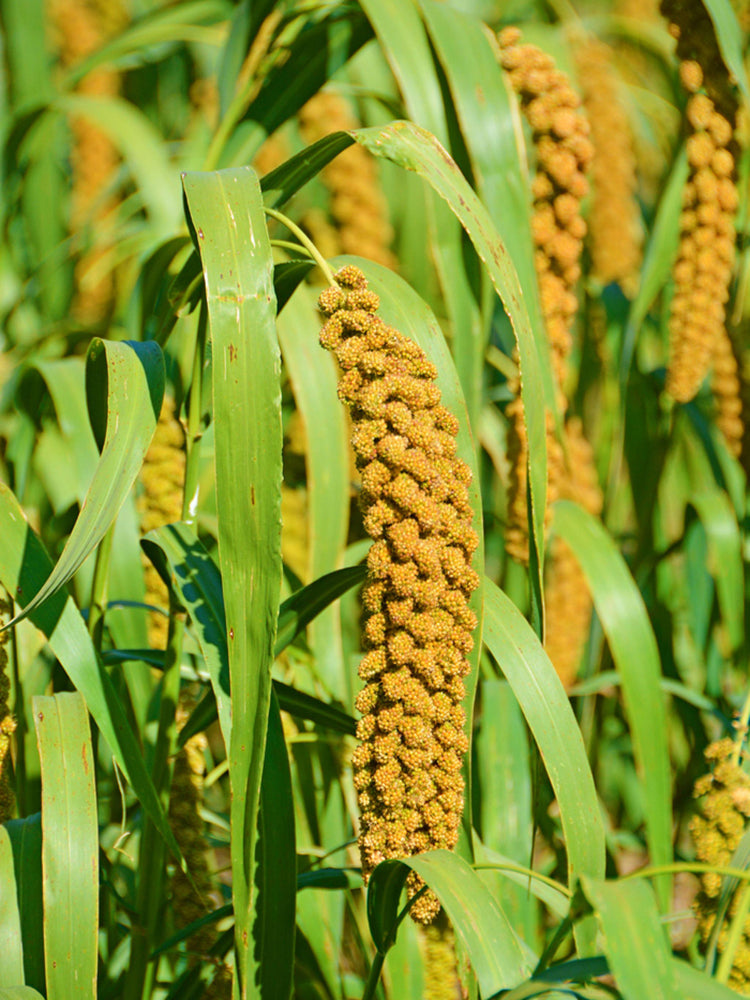 Red Foxtail Millet