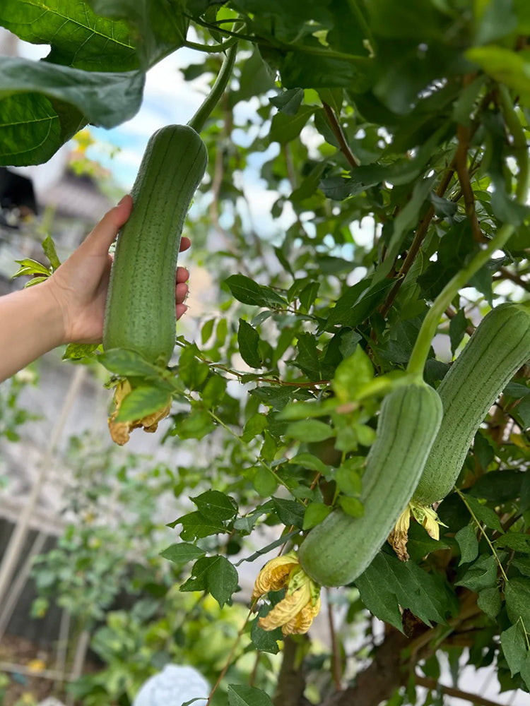 Chunyi Luffa