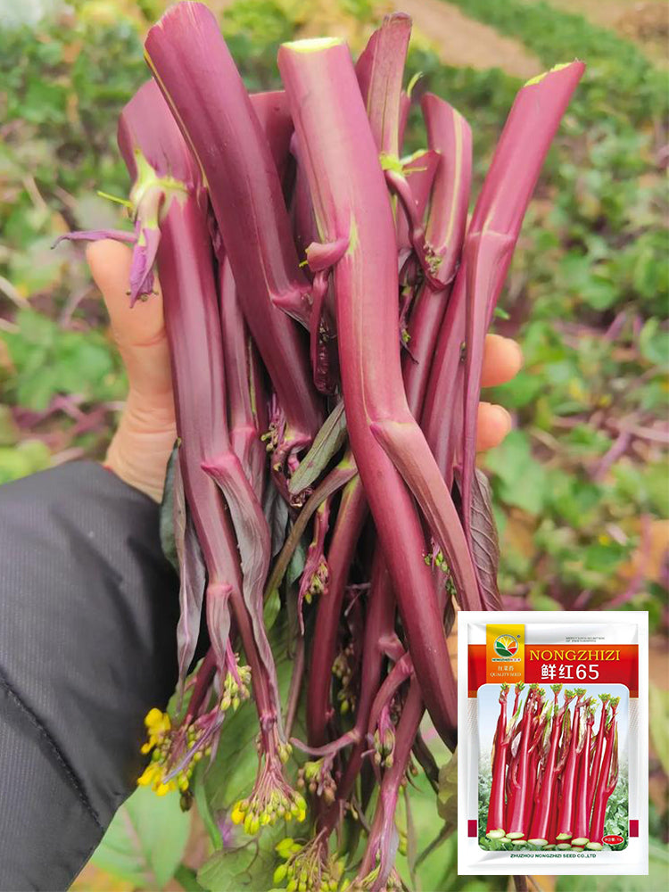 'Bright Red 65' Flowering Stalk