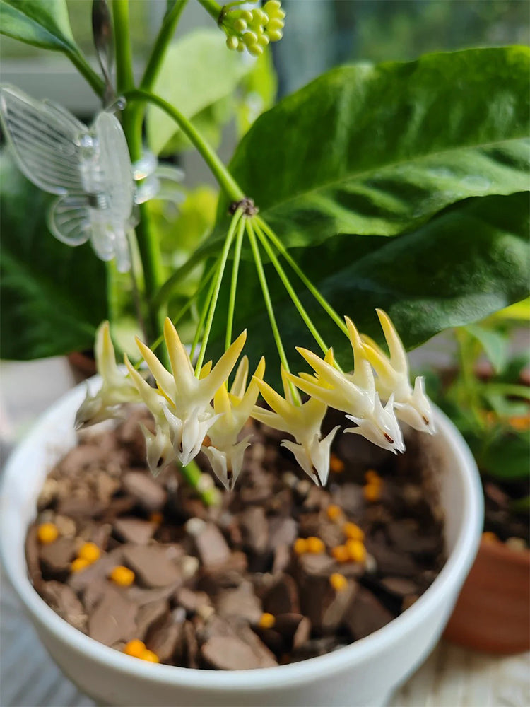 Hoya multiflora Unrooted Stem Cuttings