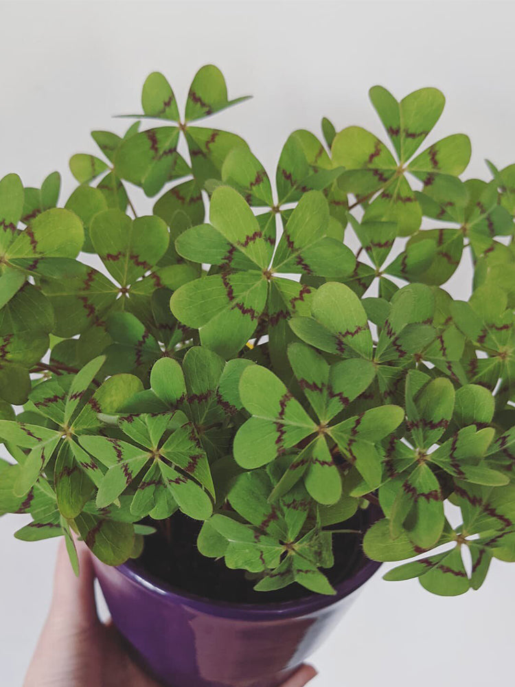 Oxalis deppei 'Mexico BotKA G4'