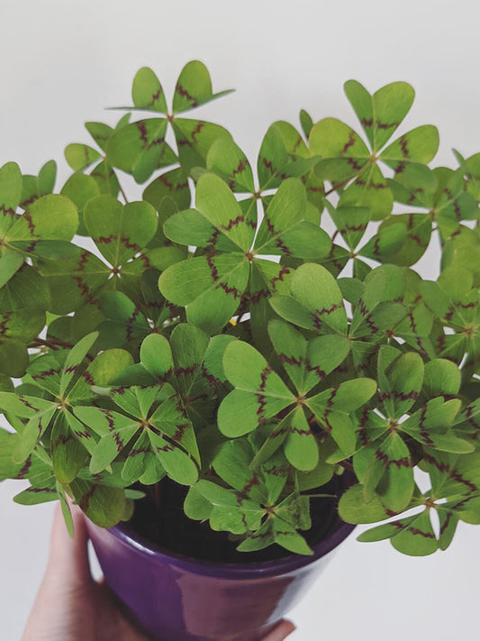 Oxalis deppei 'Mexico BotKA G4'