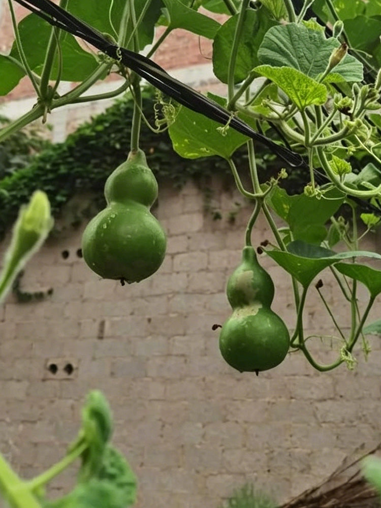 Jade Green Gourd