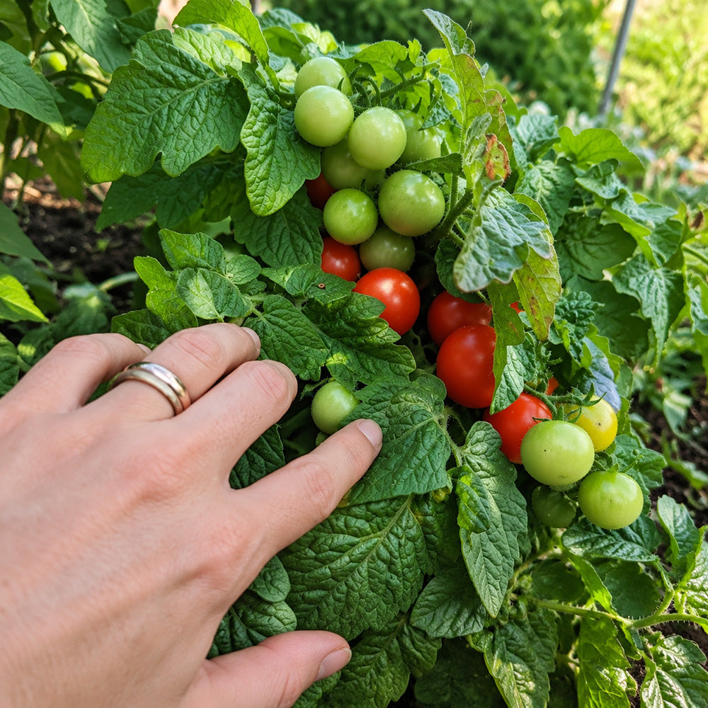 99 Bonsai Micro Dwarf Tomato