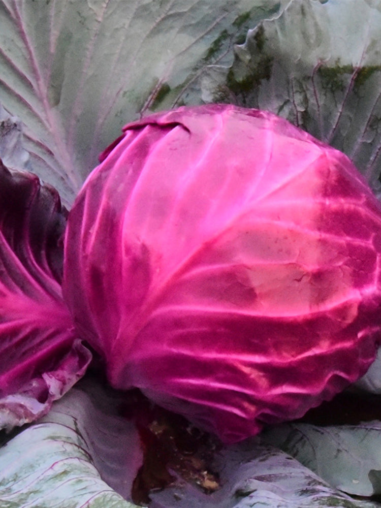 Violet Cabbage