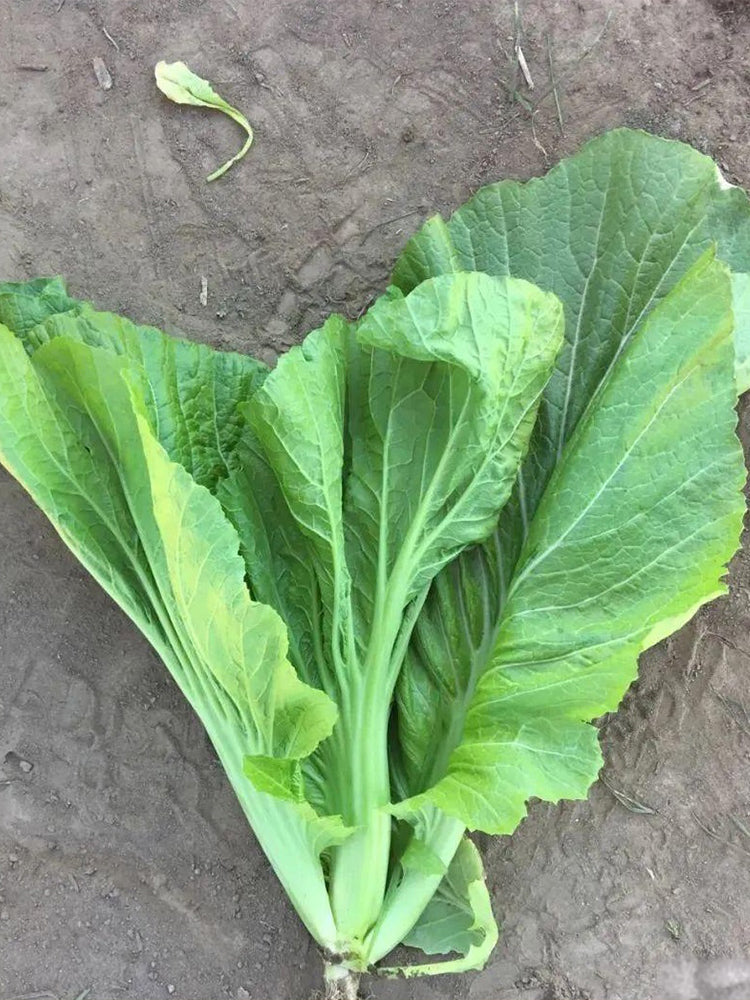 Sweet-Crispy Bamboo Mustard Green