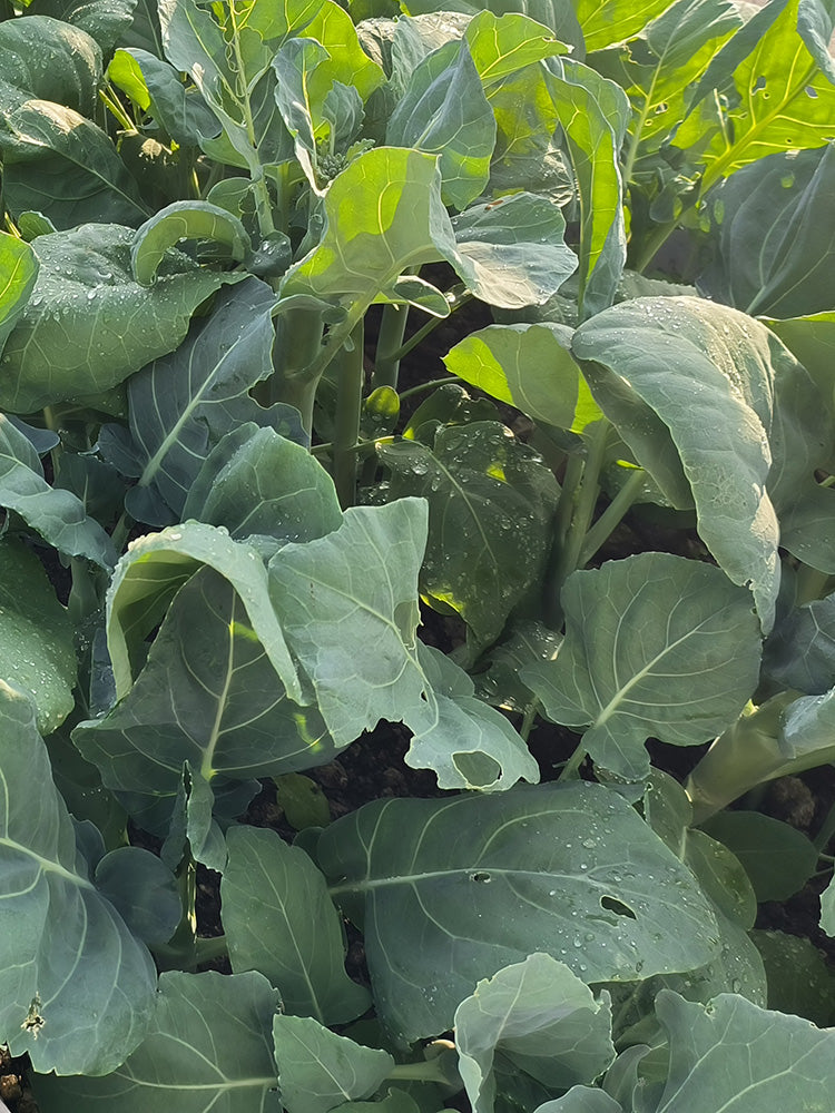 'Nongyan Yellow Flower' Chinese Kale