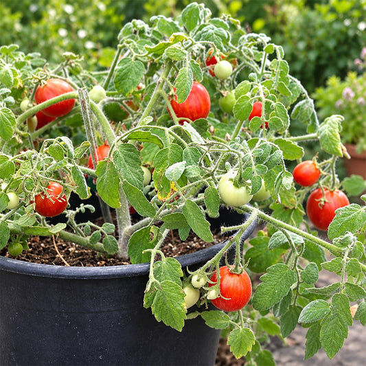 132 Fuzzy Wuzzy Tomato
