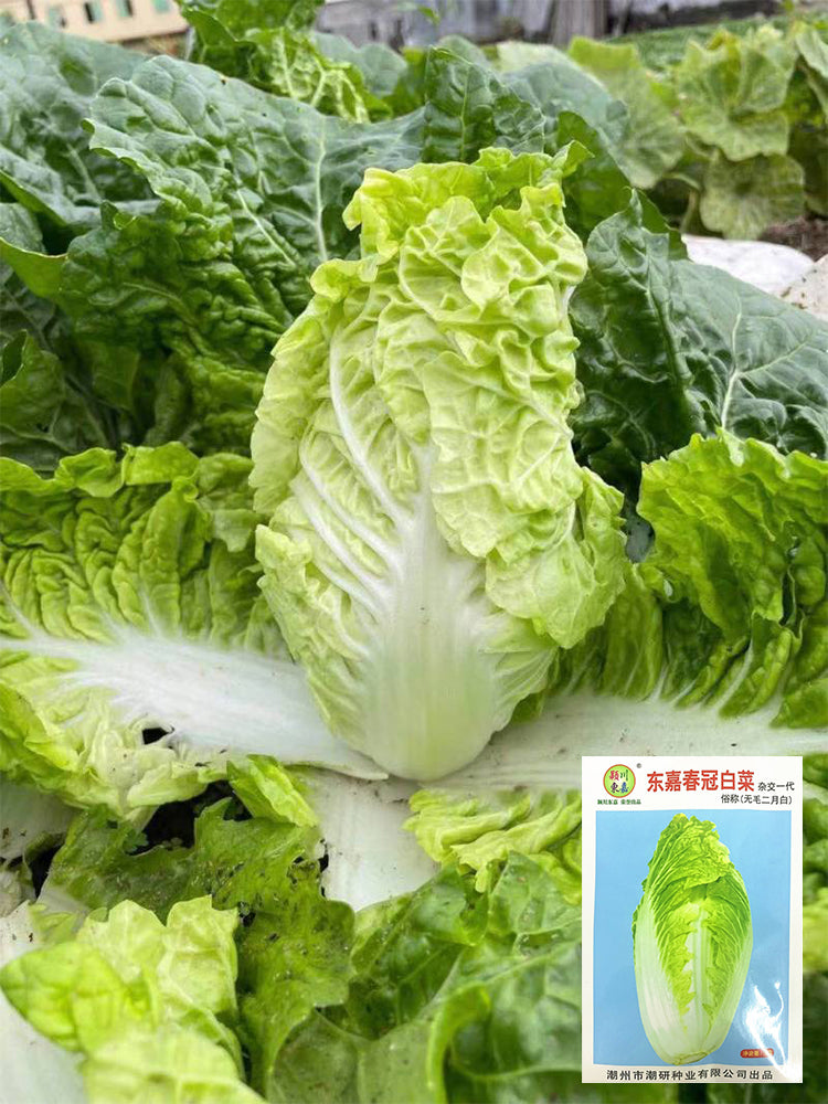 'Dongjia Chunguan' Chinese Cabbage