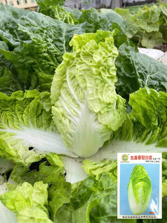 'Dongjia Chunguan' Chinese Cabbage