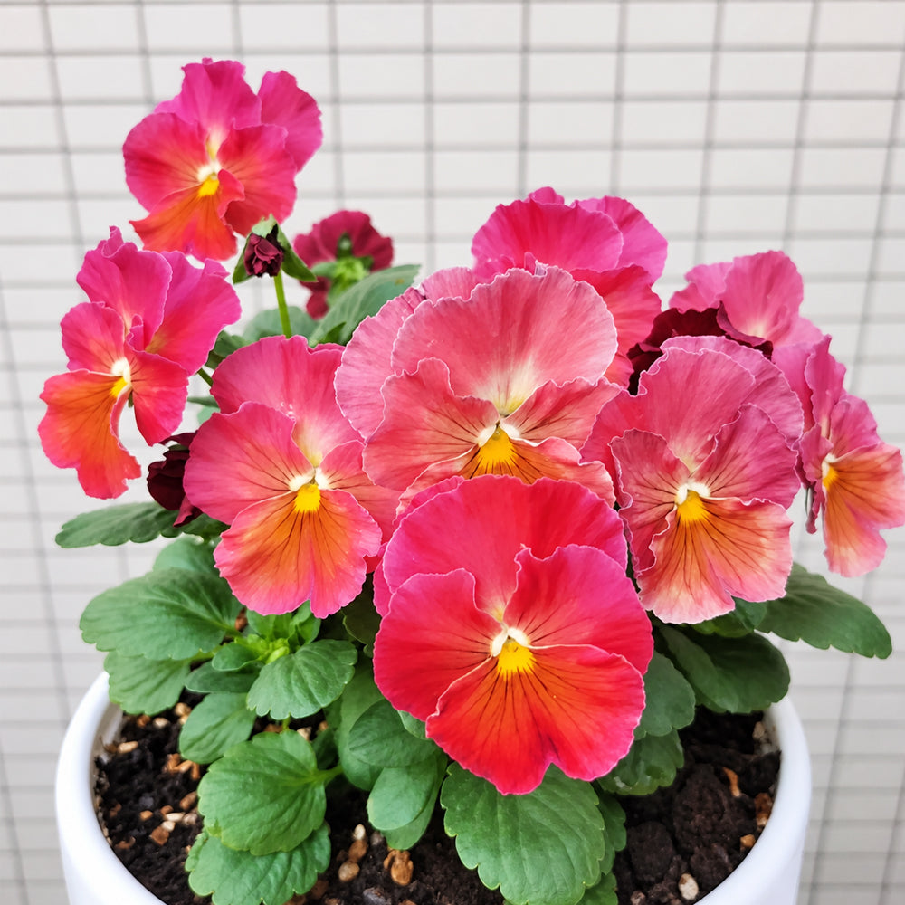 U2335 Imperial Antique Shades F1 Pansy