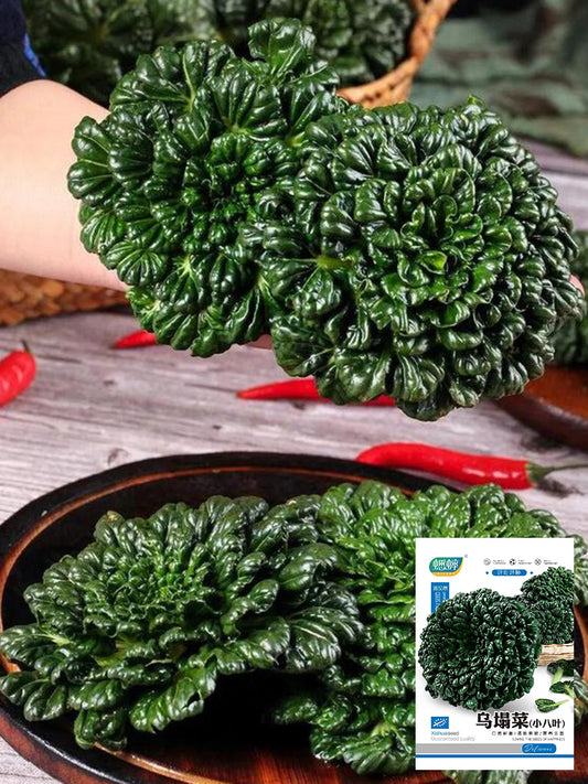Flat Cabbage
