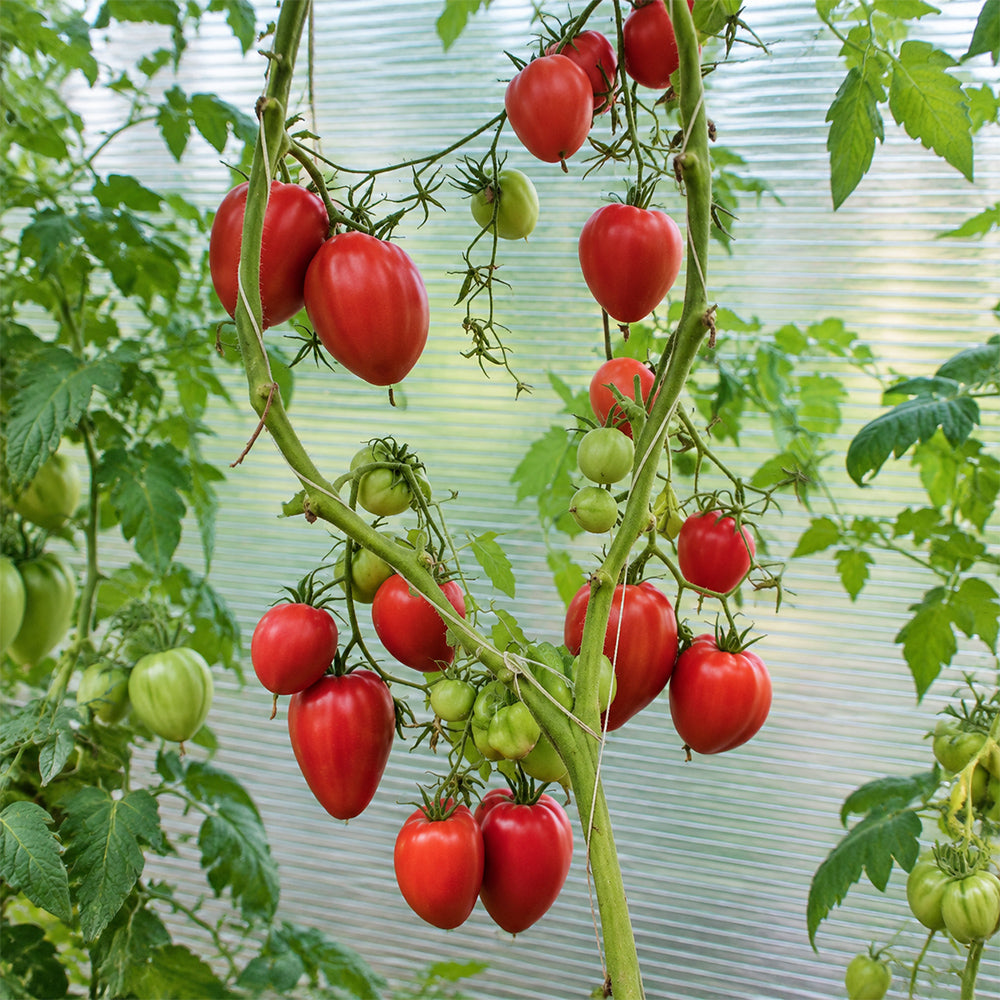 160 German Red Strawberry Tomato