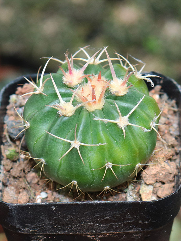 Echinocactus texensis