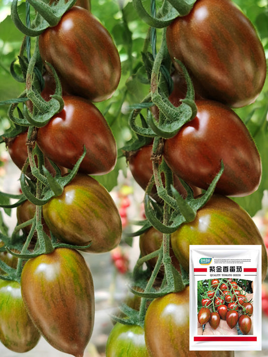 Royal Violet Cherry Tomato