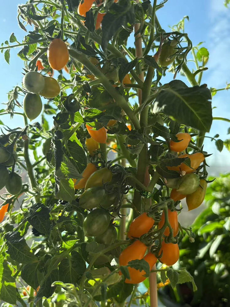 999 Eden Micro 6 Tomato