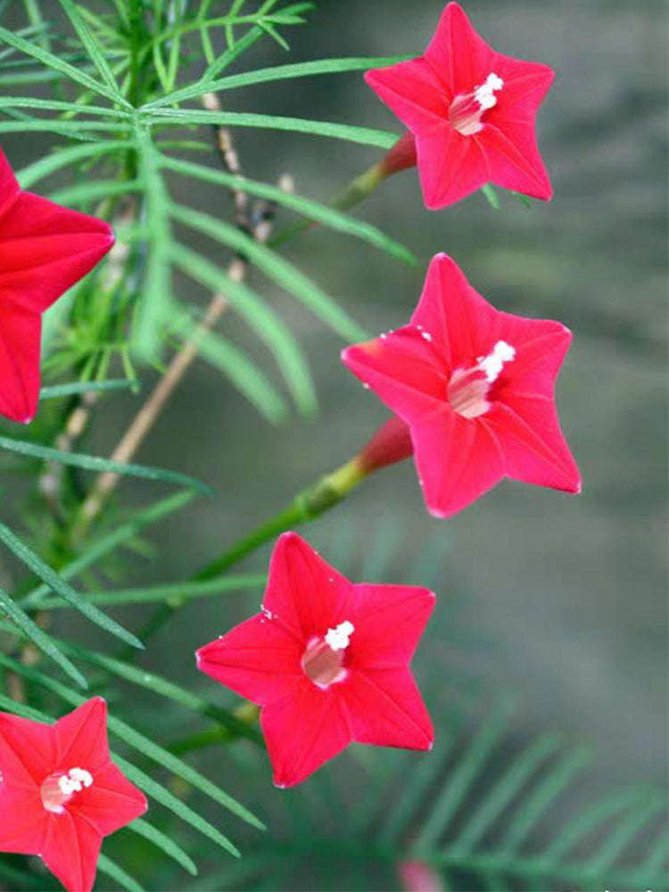 Hezhichun Cypress Vine