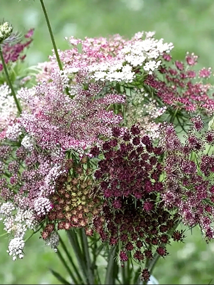Chocolate Lace Flower