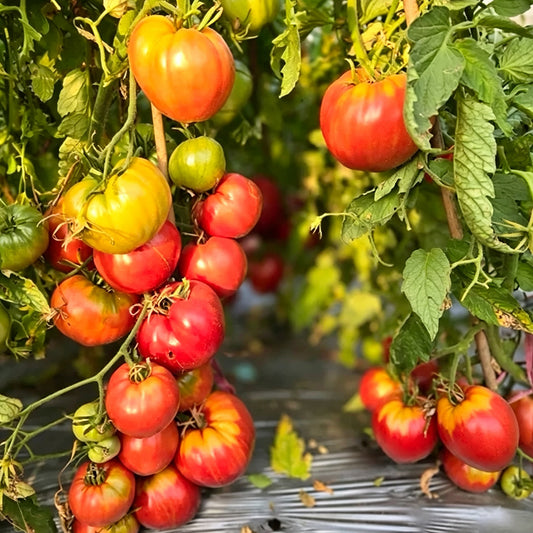 633 Mrs. Schlaubaugh's Famous Strawberry Tomato