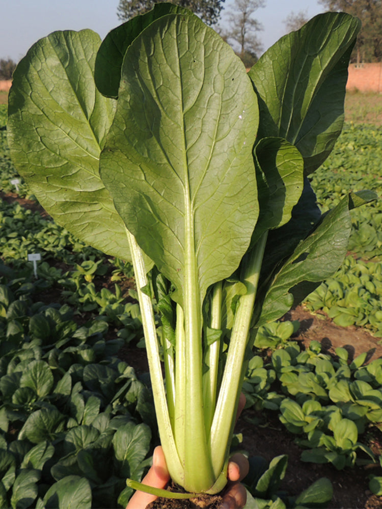 'Jiaoyan' Small Pak Choi