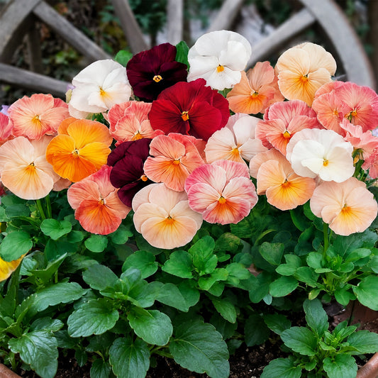 U2335 Imperial Antique Shades F1 Pansy