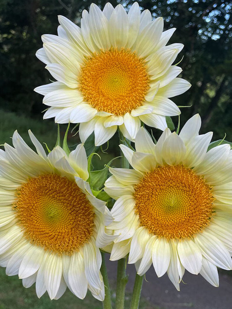 'White Moonlight' Sunflower