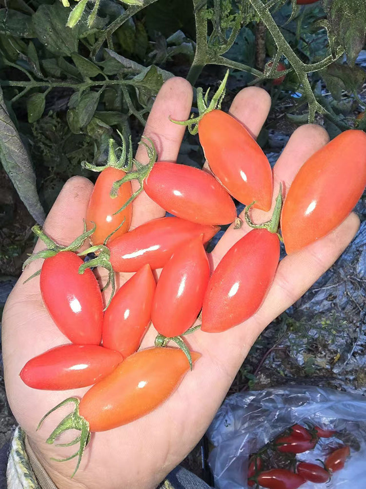 Sweet Bubble F5 Tomato