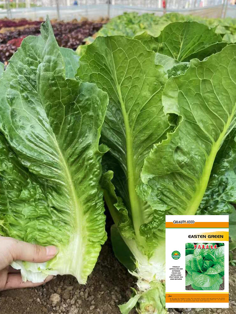 Romaine Lettuce