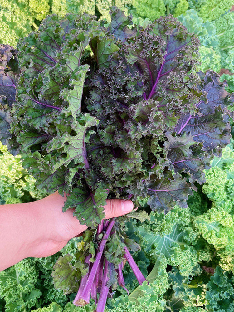 Purple Kale