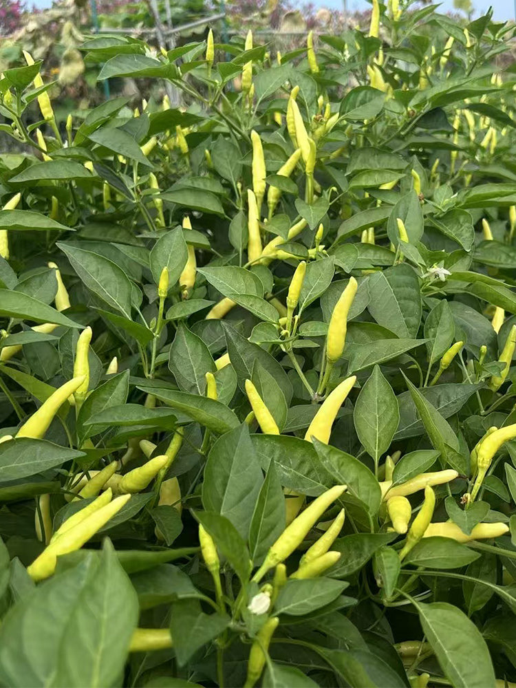 Yanjiao 528 Facing Heaven Peppers