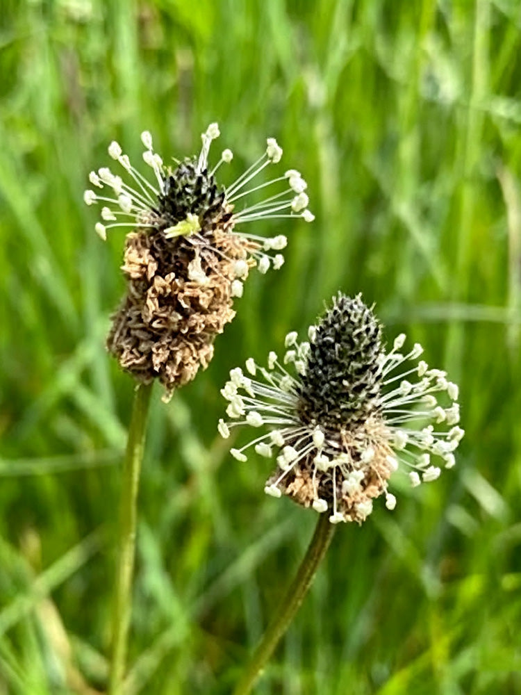 English Ribwort Plantain