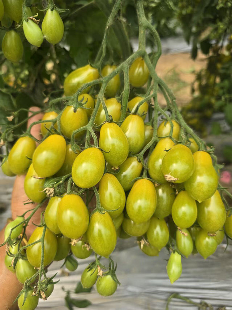 Sweet Mystic Realm Tomato