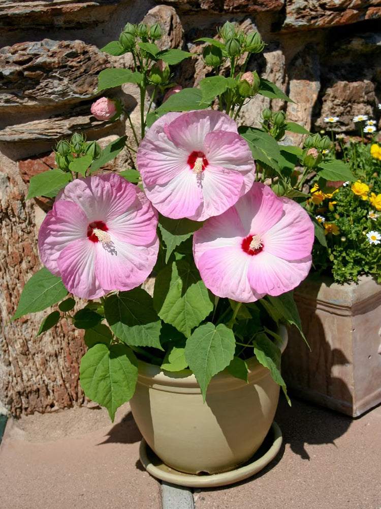 Swamp Rose Mallow Mixed