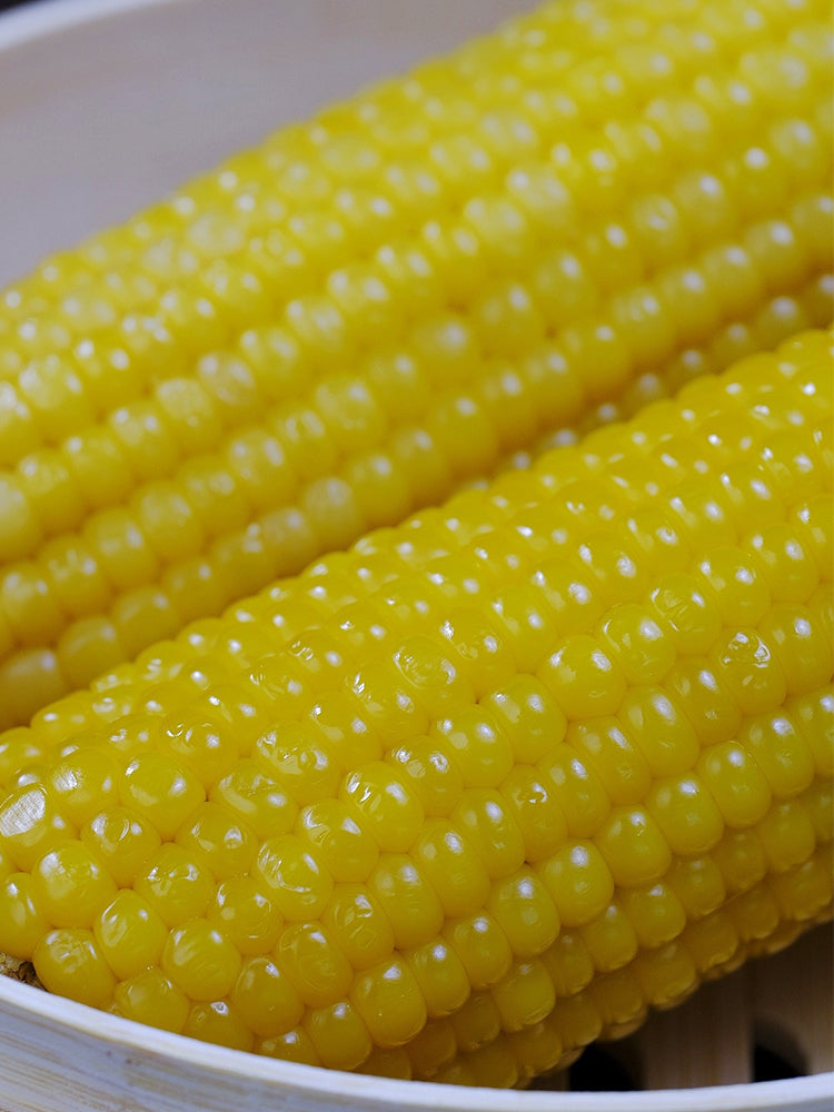 Golden Queen Waxy Corn