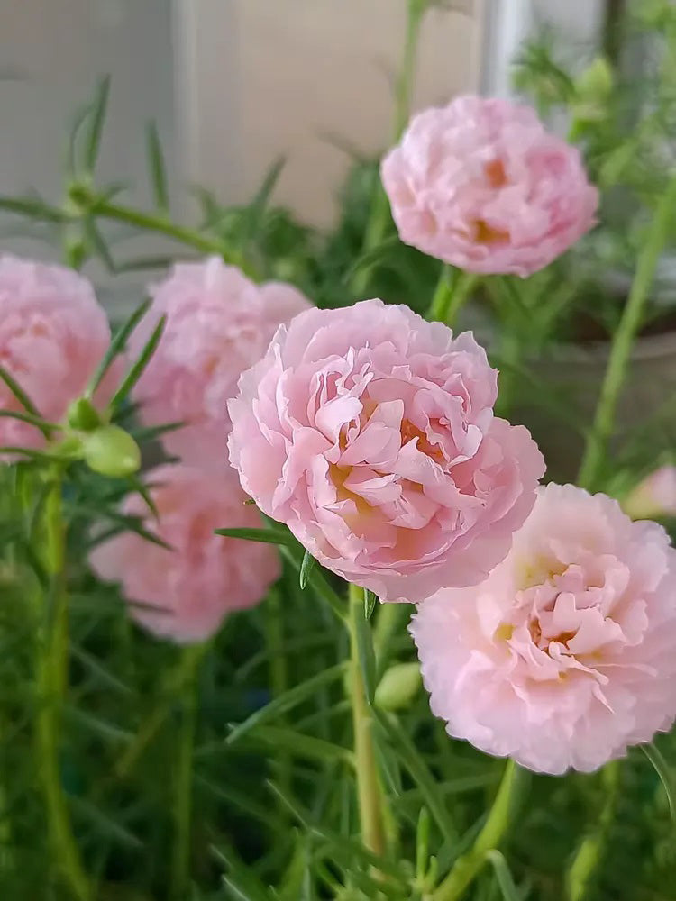 Hezhichun Pink Moss-Rose Purslane