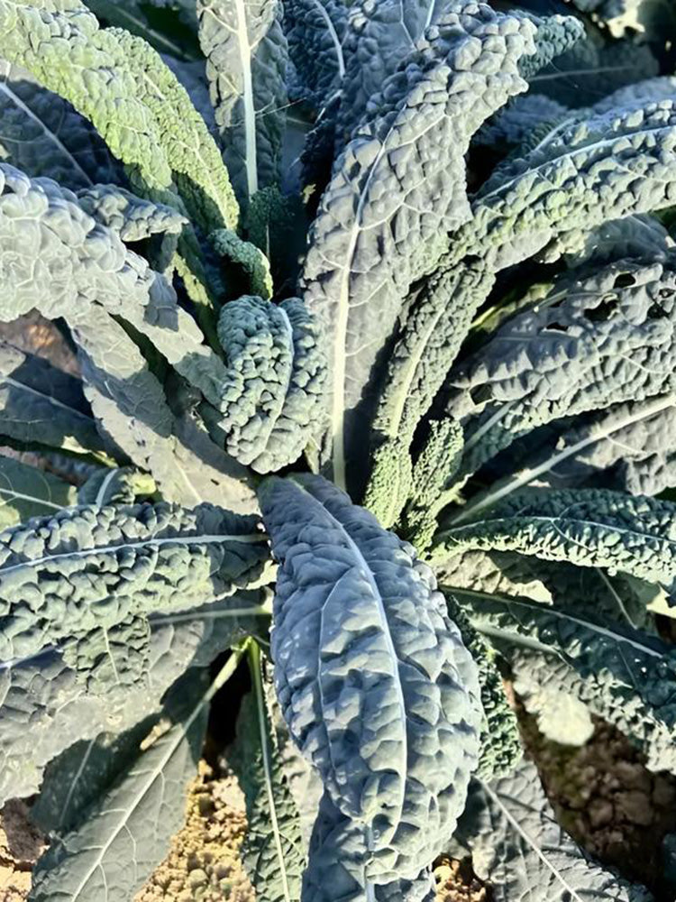 Blue Feather Kale