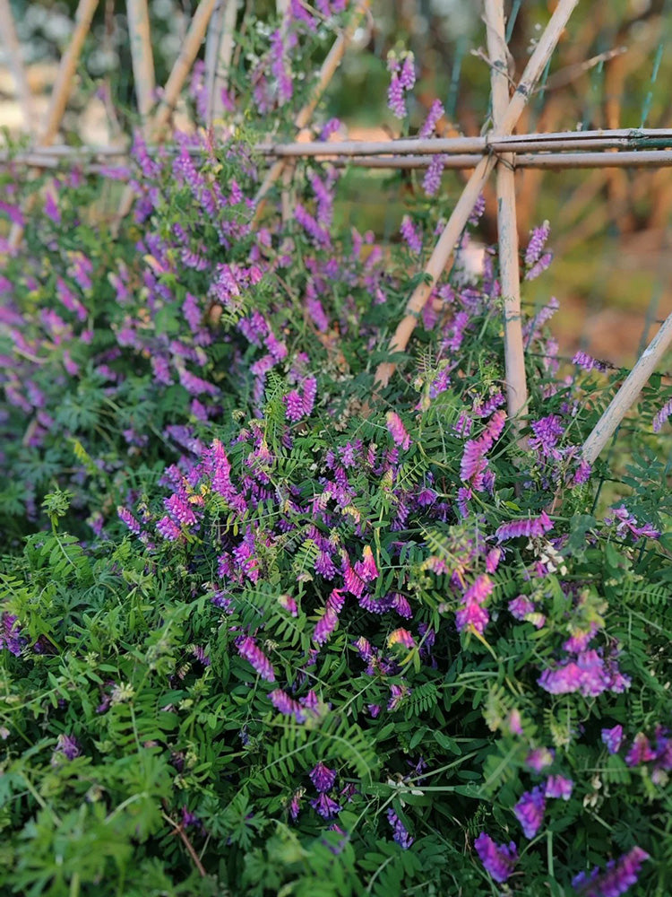 Long-haired Vetch