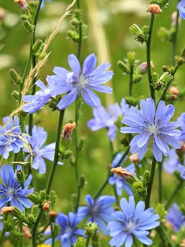 Coffee Chicory