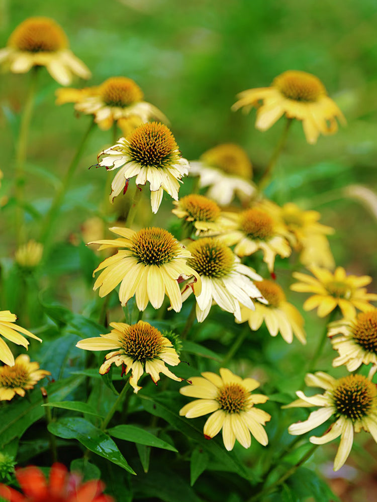 Echinacea purpurea 'Mellow Yellows'
