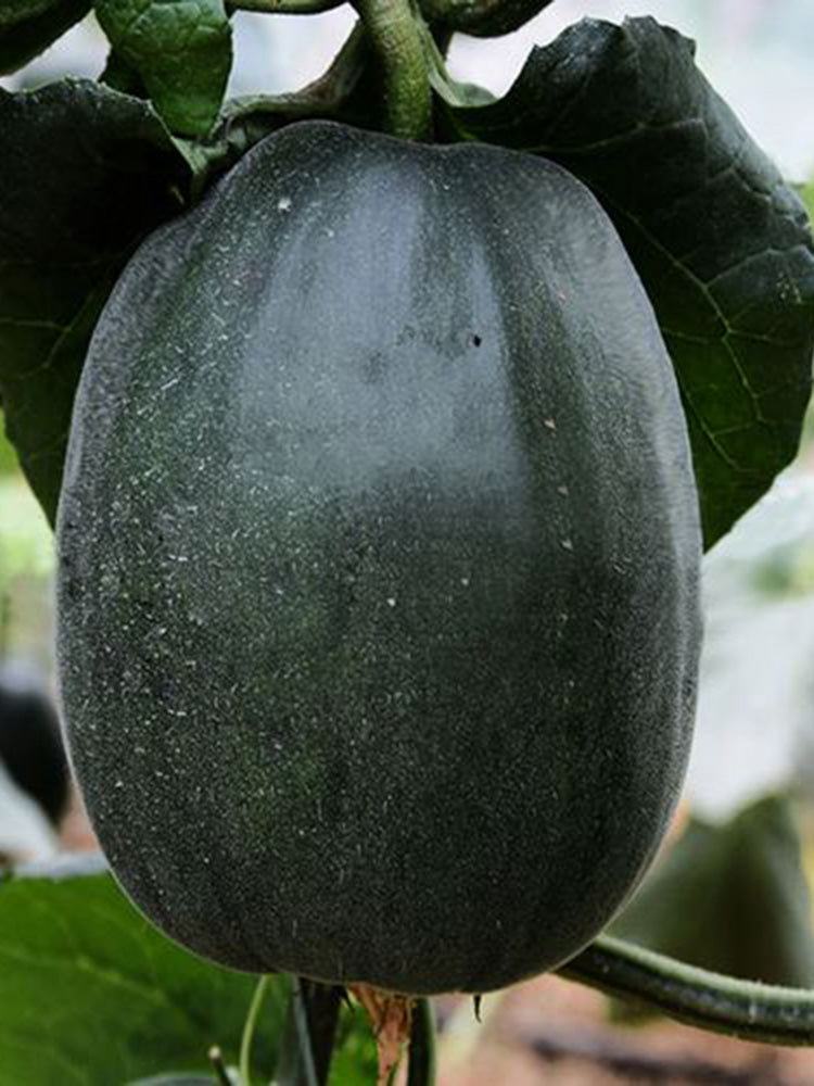 Sweet Mealy Black Skin Melon
