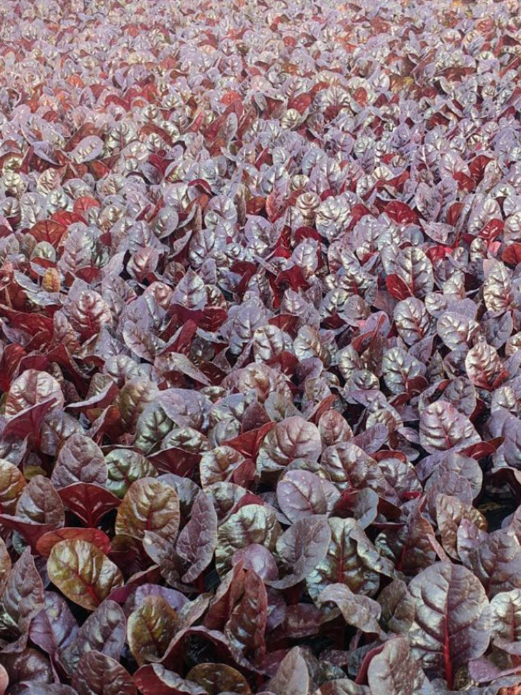 Purple Red Leaf Beet