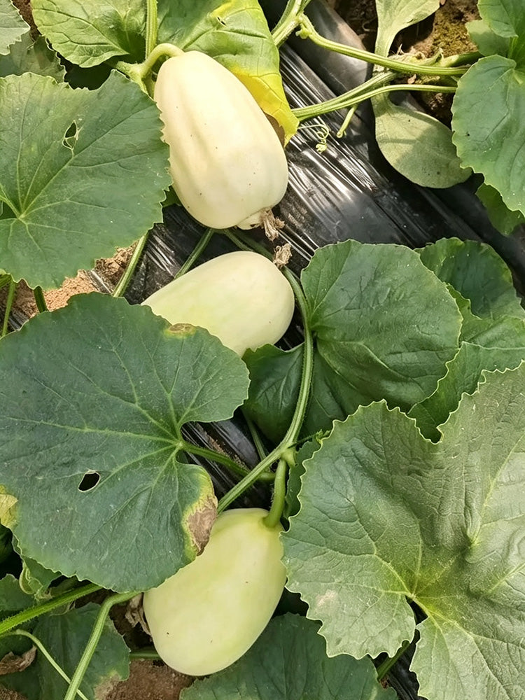 Fire Phoenix F1 Silver Melon